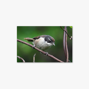 Gift Ideas: Brown Creeper - Stephen Jaquiery