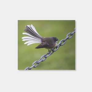 Christmas Gifts Under 30: Fantail sits on a chain photo print