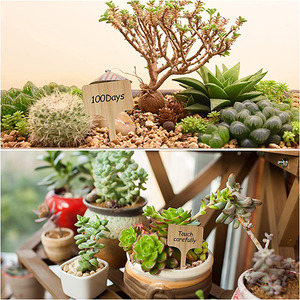 Bamboo Garden Plant Labels 50 Pack