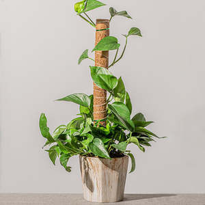 Coconut Liner Moss Rod For Climbing Plants