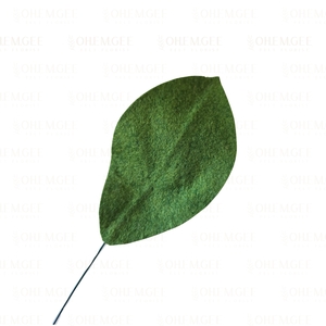 Products: Magnolia – 1 leaf