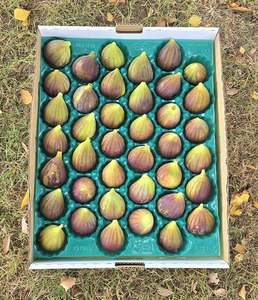 From The Orchard: Premium Brown Turkey Mini Fig Tray (count 39)