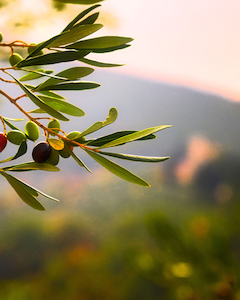 Products: About Us - Olive Black