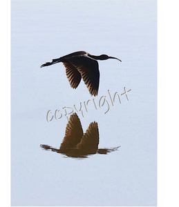 Products: Ibis- Fran Maguire