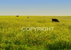 Products: Cows in Yellow – Fran Maguire