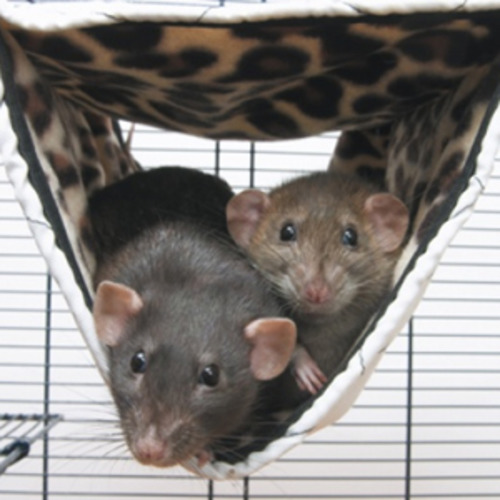 Tunnels And Play: Savic Relax De Luxe Tube Large