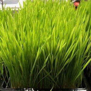 Garden: Wheat Grass Seeds 1kg
