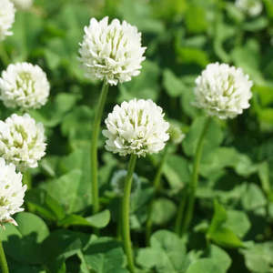 White Clover Seeds 25gms