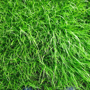 Tower Fescue Grass Seeds 50gms