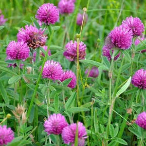 Garden: Red Clover Seeds 25gms