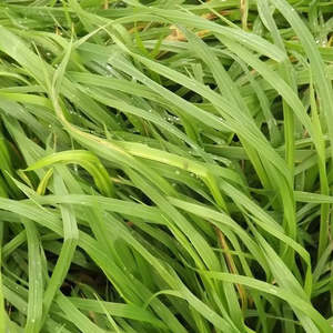 Prairie Grass Seeds 50gms