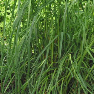 Garden: Orchard Grass Seeds 50gms