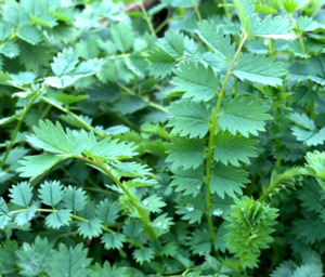 Seeds: Sheep's Burnett Seeds 50g