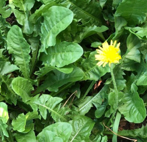 Seeds: Dandilion Taraxacum Officinale