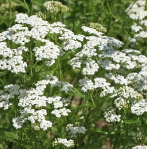 Seeds: Achillea Millefolium White Yarrow