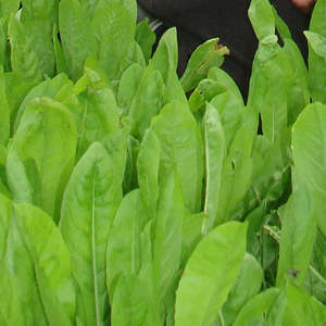 Chicory Seeds 50gms