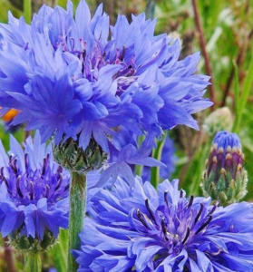CornFlower / Centaurea Cyanus Mixed