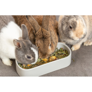 Rats Mice Enrichment: Ceramic Bowl Long 22x10cm