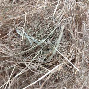 Meadow Hay 4.5kg