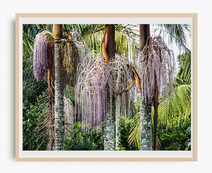 Tropical Paradise Images: Nikau Palm Nectar - Limited Edition