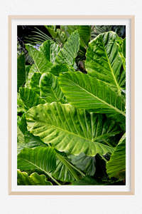 Tropical Paradise Images: Tropical Flourish