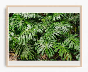 Monstera Jungle Drums