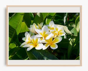 Frangipani Sunrise