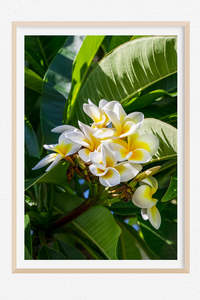 Tropical Paradise Images: Frangipani Queen