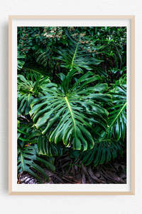 Tropical Paradise Images: Monstera Au Naturel