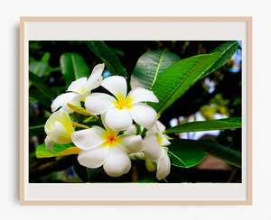 Frangipani in Bloom