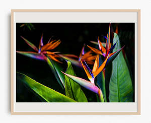 Tropical Paradise Images: Night Birds