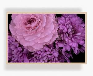 Flowers In Full Bloom: The Meeting of Strangers