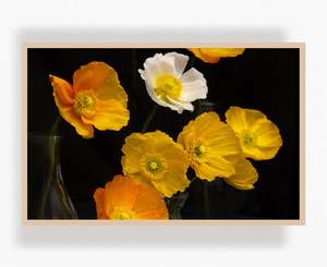 Flowers In Full Bloom: Dreaming In Colour