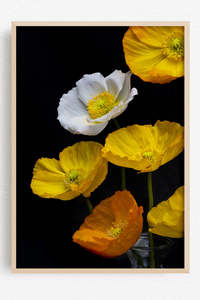 Flowers In Full Bloom: Sunlit Riot