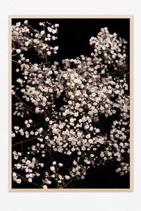 Flowers In Full Bloom: Lace in Bloom