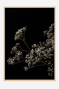 Flowers In Full Bloom: Celestial Whisper