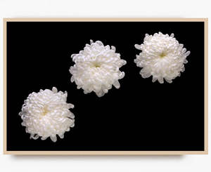 Flowers In Full Bloom: Suspended Grace