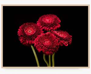 Favourite Blooms: Red is the Colour of Passion - Limited Edition