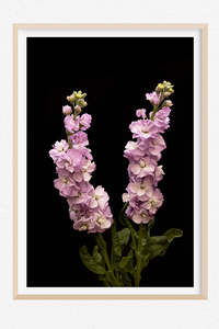 Favourite Blooms: Kindred Spirit