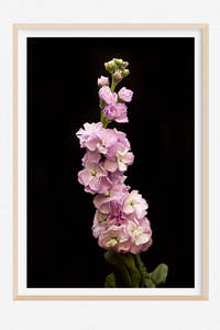 Favourite Blooms: In Good Grace