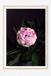 Favourite Blooms: Solo Act - Limited Edition