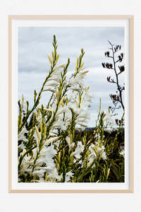 Favourite Blooms: Wild Harakeke