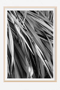 Monochrome Moment: Kakahu - Limited Edition