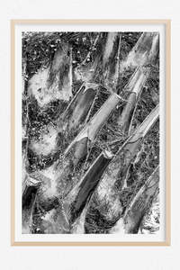 Monochrome Moment: Nikau Noir