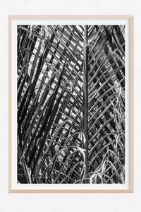 Monochrome Moment: Nikau Lattice