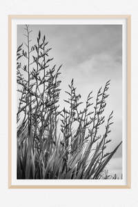 Monochrome Moment: North Head Harakeke