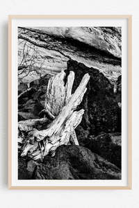 Monochrome Moment: Driftwood Noir