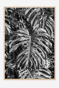 Monstera Noir