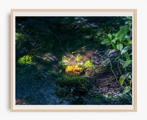 New Zealand Landscape Prints: Nature's Spotlight