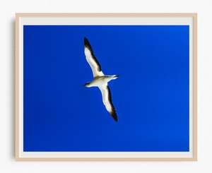 Muriwai Beach Landscape Photography: Soar